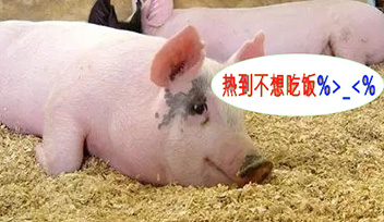 夏季豬群不吃食，找到根本原因才能輕松應(yīng)對！